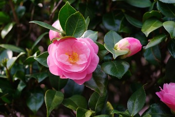 Camellia japonica (Tsubaki) , single flowered