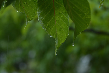 雨　桜の葉