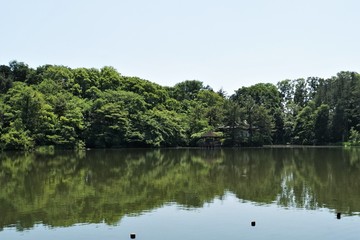 Fototapeta na wymiar 樹木と池