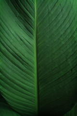 Close-up of large foliage of tropical leaf with dark green texture, abstract nature background.