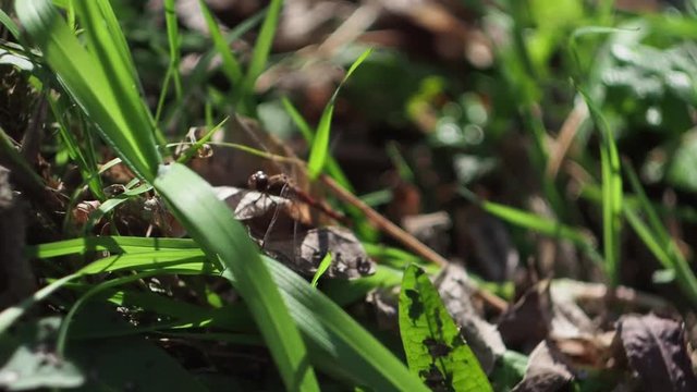 Insect sitting in the grass near the pond    Insect resting in the grass near the river