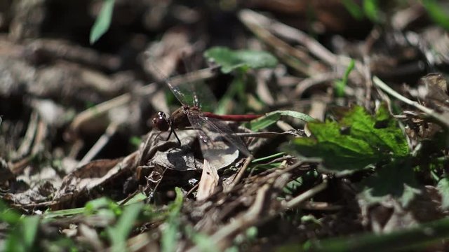 Insect sitting in the grass near the pond    Insect resting in the grass near the river