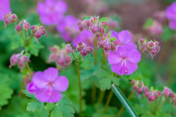 Fototapeta premium Geranium cantabrigiense karmina flowering plants with buds, group of ornamental pink cranesbill flowers in bloom in the garden