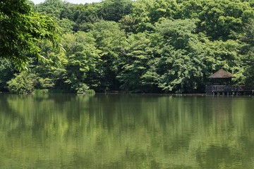 Fototapeta na wymiar 初夏の三宝寺池
