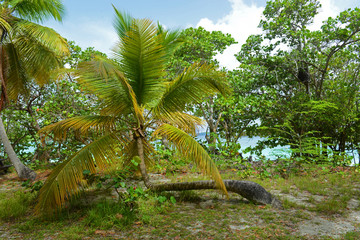 Bent palm tree in Trunk Bay in Virgin Islands National Park at Saint John Island, US Virgin Islands, USA.