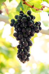 bunch of grapes on the vine