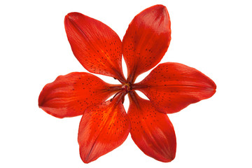 Red lilly flower head