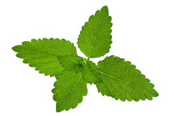 Melissa leaf closeup