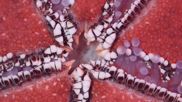Detail of starfish is hides water vascular system for locomotion. Closeup of starfish vascular system on aquarium glass. Red-knobbed Sea Star (Protoreaster linckii). Super macro 3:1, 4K - 50fps