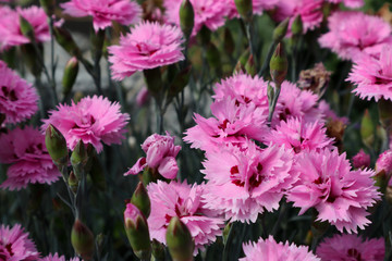 blooming pink carnation flowers (caryophyllis)