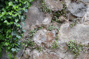 medieval texture of field stones of a fortress wall