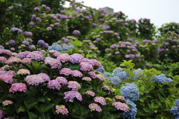 満開の紫陽花