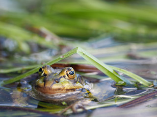 Frog looks out of the water. Portrait of a frog