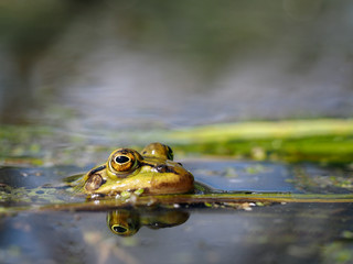 Frog looks out of the water. Portrait of a frog