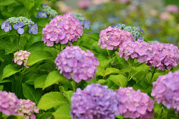 we think of hydrangea in the rainy season