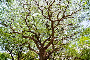 Forest growth trees,nature green trees rainforest for background and design