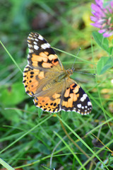Macro butterfly of Vanessa cardui burdock in green grass