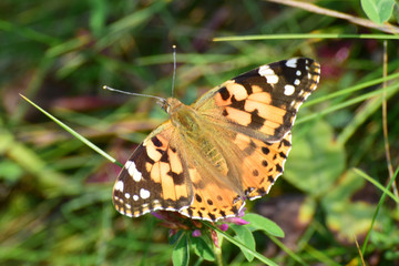 Close-up of multicolored butterfly Vanessa cardui on clover