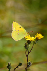 Yellow male Colias erate butterfly sitting on yellow flower