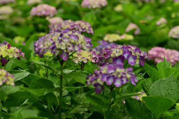 The hydrangea blooms in June.