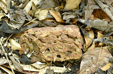 rock on dry leaf background in forest