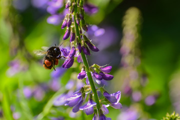 bumblebee collects nectar from purple flowers on a summer day