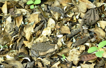 frog puffed big  for threaten enemy on ground in forest