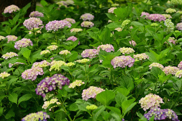 The hydrangea blooms in June.