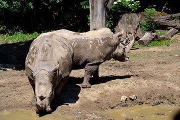 Obraz premium Two rhinos as Siamese twins, ZOO Lešná, funny photo
