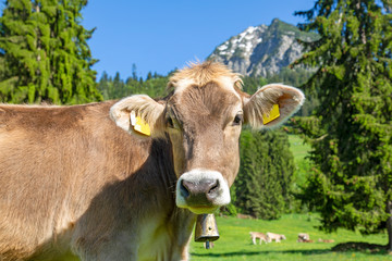 Kuh - Allgäu - Rubihorn - Berge - Alpen - malerisch