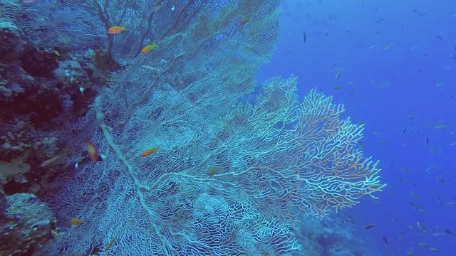 School of orange fish swims on a large Sea fan background. Lyretail Anthias - Pseudanthias squamipinnis and Soft coral Giant Gorgonian or Sea fan - Subergorgia mollis, Underwater shots 