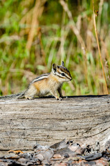 Curious Chipmunk At Turnbull National Wildlife Refuge