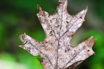 Naklejka premium Dry leaf closeup