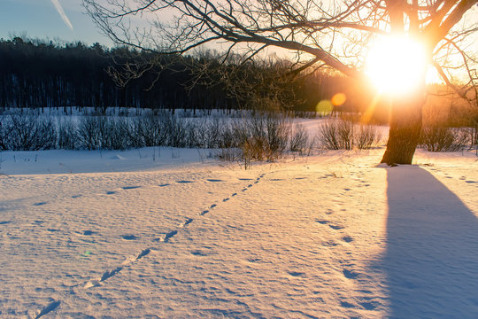 Sunset In A Winter Forest. Traces Of Animals In The Snow.