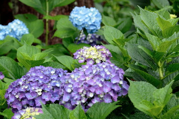 we think of hydrangea in the rainy season