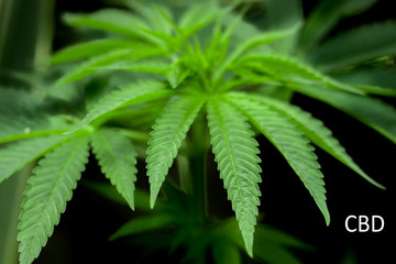 close up of marijuana leave with dark background - shallow depth of field with cbd in text