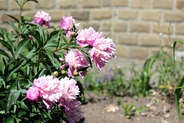 Fototapeta premium Beautiful pink peonies bloom in the summer garden on a sunny day