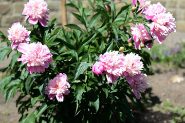 Beautiful pink peonies bloom in the summer garden on a sunny day