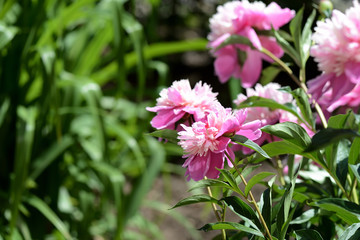 Beautiful pink peonies bloom in the summer garden on a sunny day
