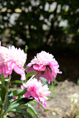 Beautiful pink peonies bloom in the summer garden on a sunny day