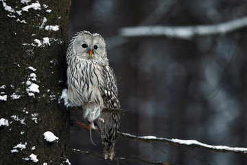 Ural owl (Strix uralensis) is a medium-sized nocturnal owl of the genus Strix