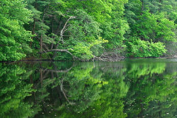 close up on green forest reflection in lake