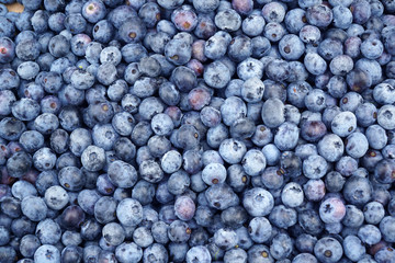 fresh picked blueberry with green leaves