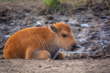 Baby American Bison Buffalo during the day
