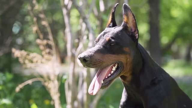 Doberman sits on the grass.