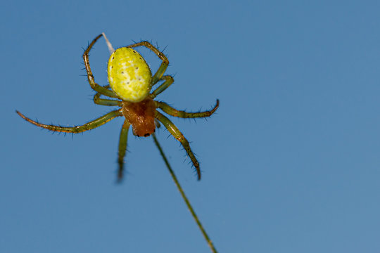 Close up view of a spider