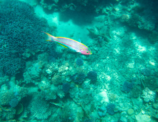 sea fish near coral, underwater