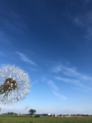 Naklejka premium dandelion against blue sky