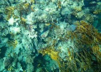 sea fish near coral, underwater