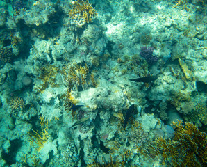 sea fish near coral, underwater
